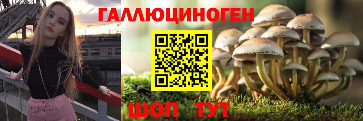 Шатура  Галлюциногенные грибы Psilocybe  Вход с VPN 